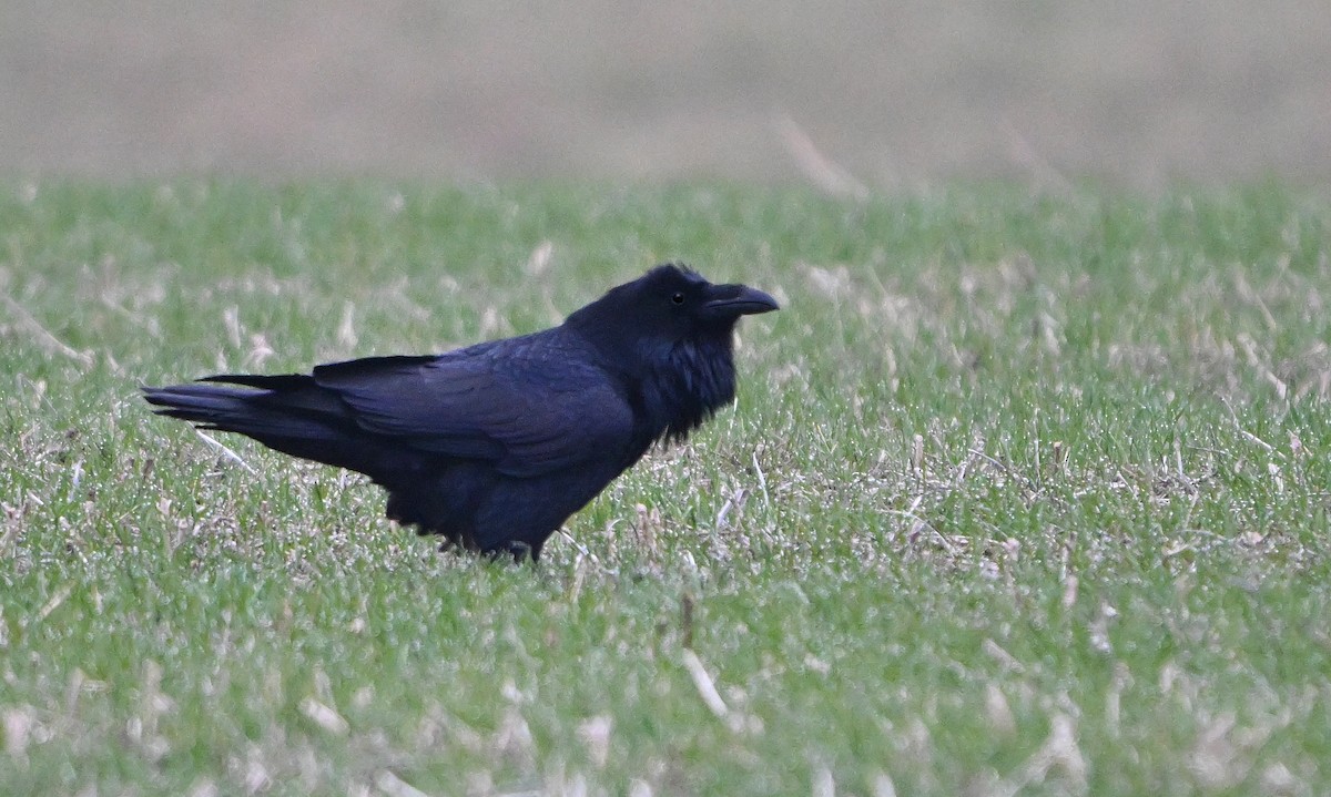 Common Raven - ML646344326