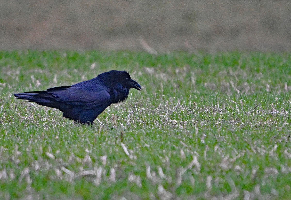 Common Raven - ML646344327
