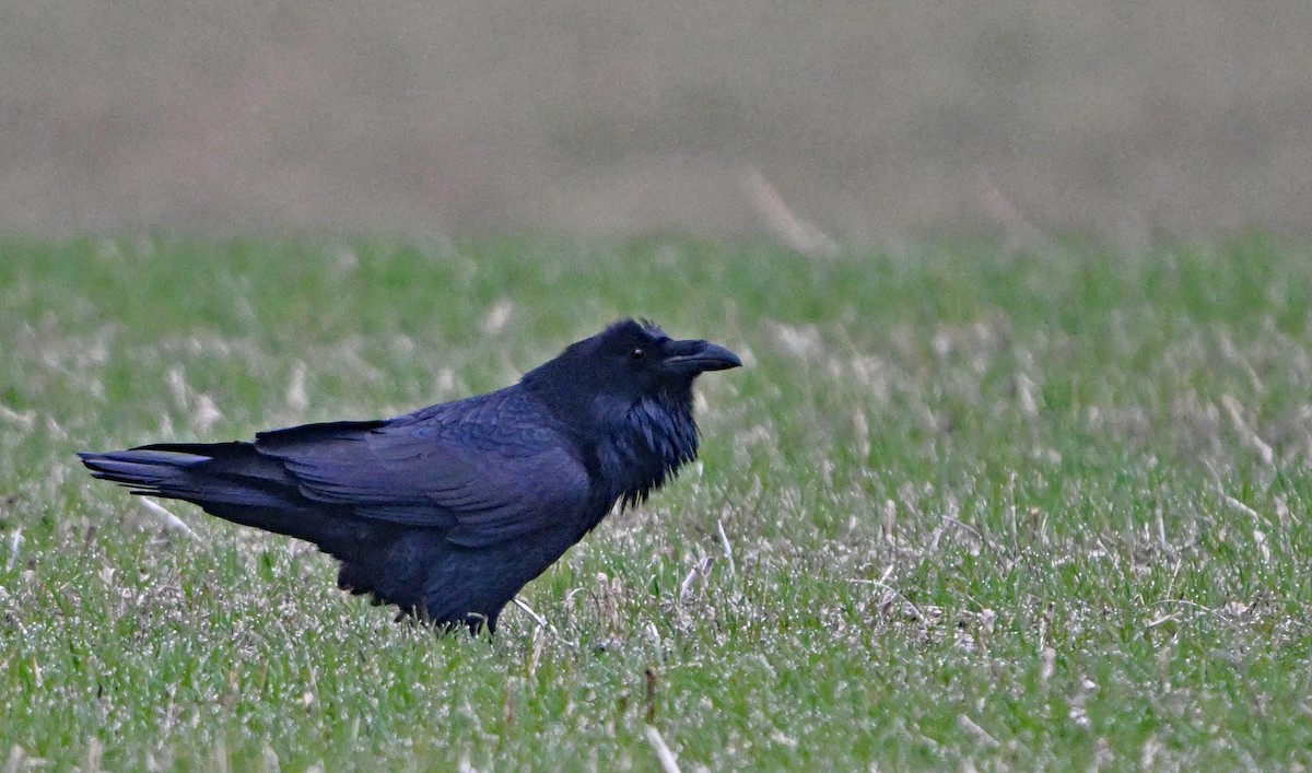 Common Raven - ML646344328