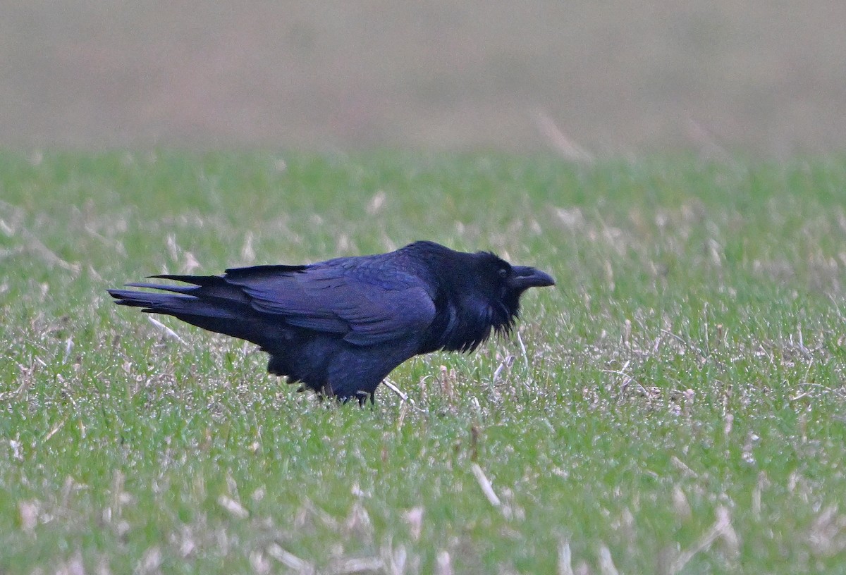 Common Raven - ML646344329