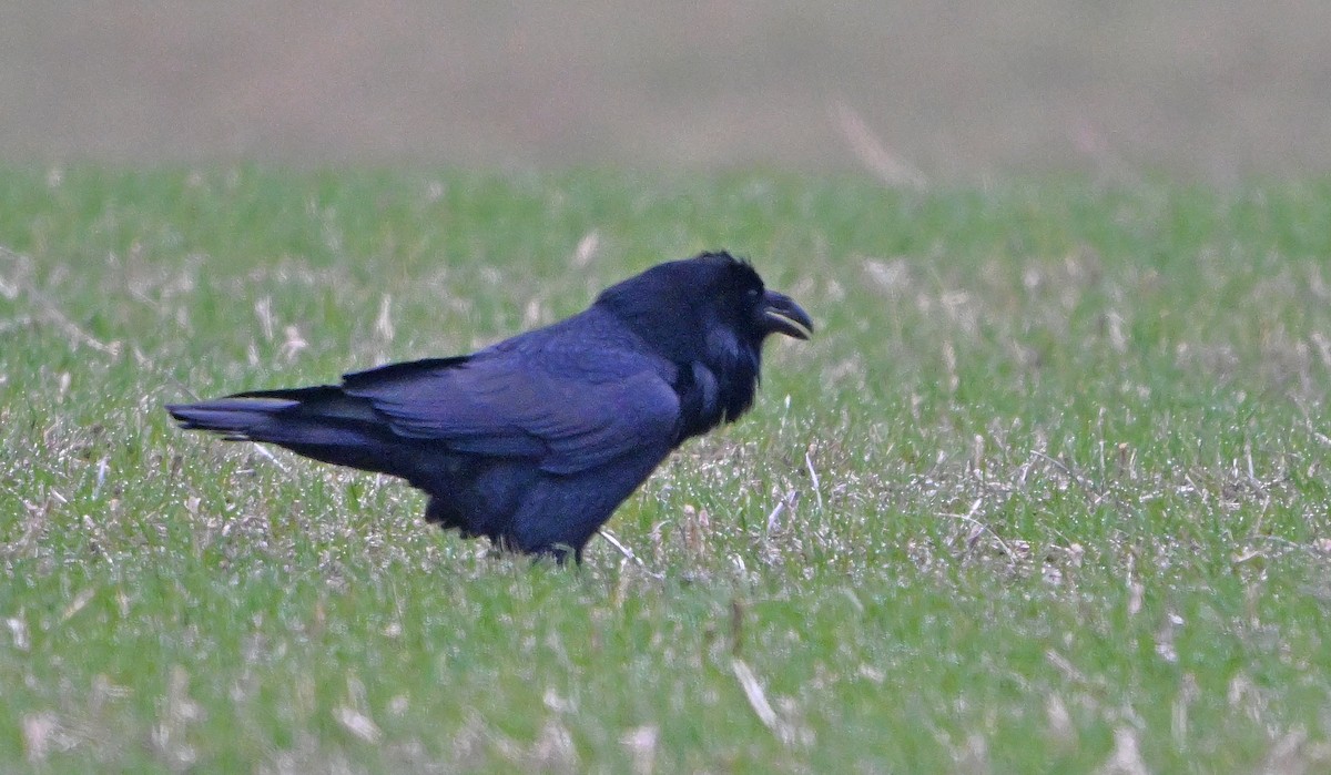 Common Raven - ML646344330