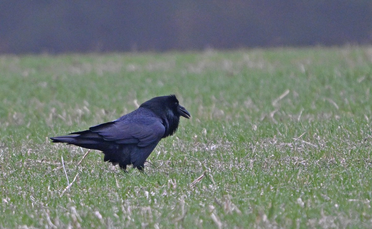 Common Raven - ML646344331
