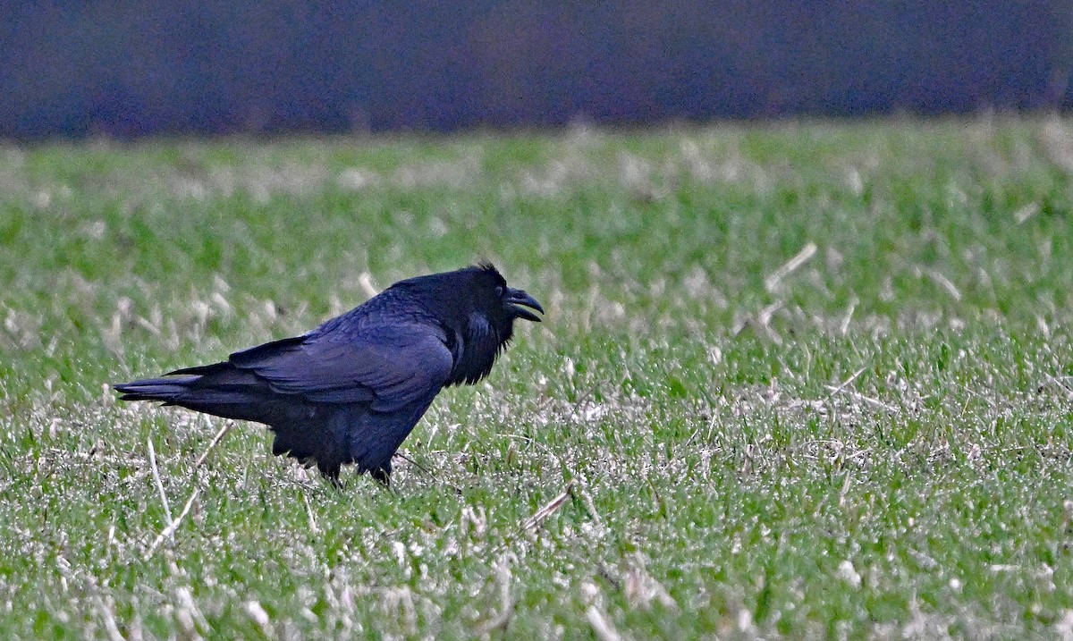 Common Raven - ML646344332