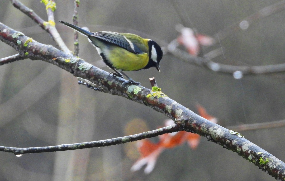 sýkora koňadra - ML646344338