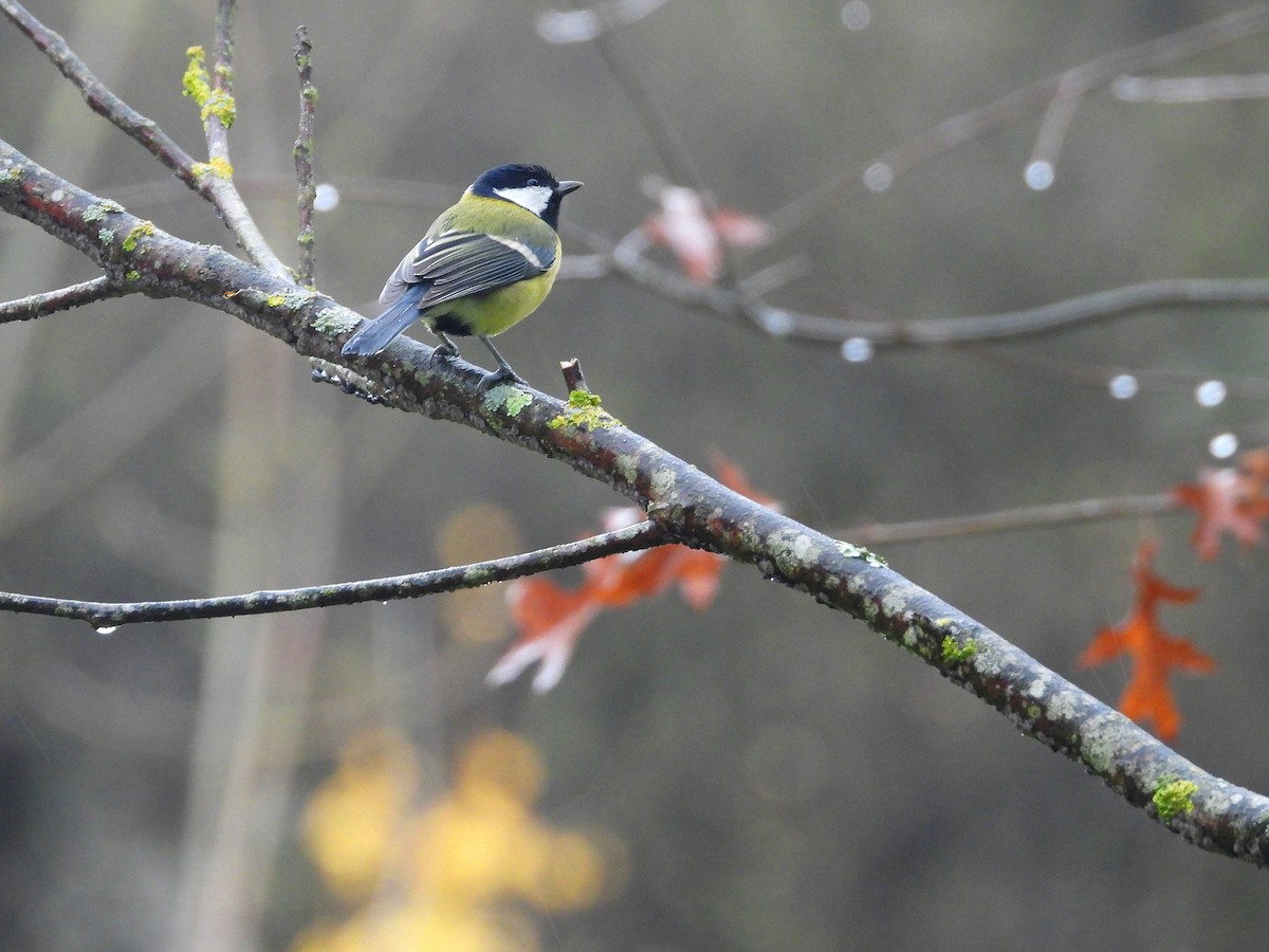 sýkora koňadra - ML646344339