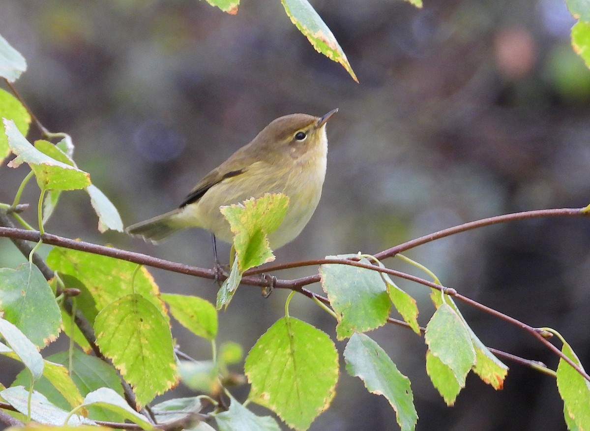 budníček menší - ML646344348