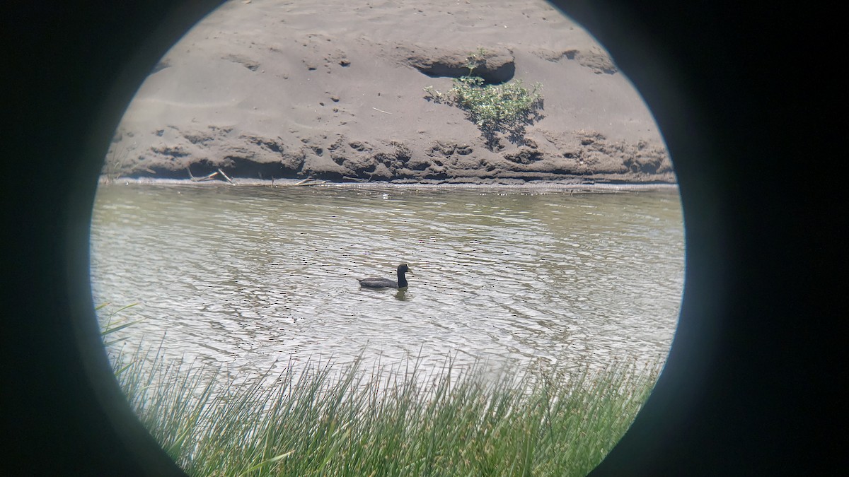 Red-gartered Coot - ML646344368