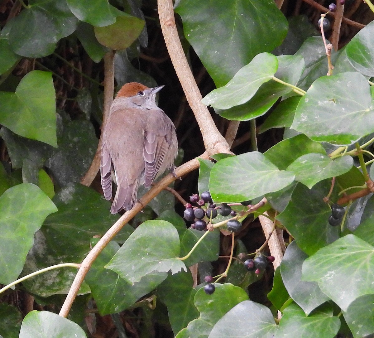 pěnice černohlavá - ML646344369