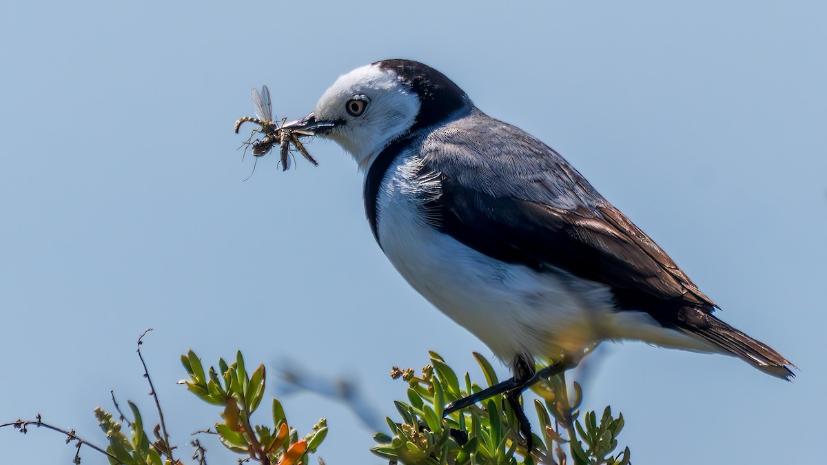 White-fronted Chat - ML646344371