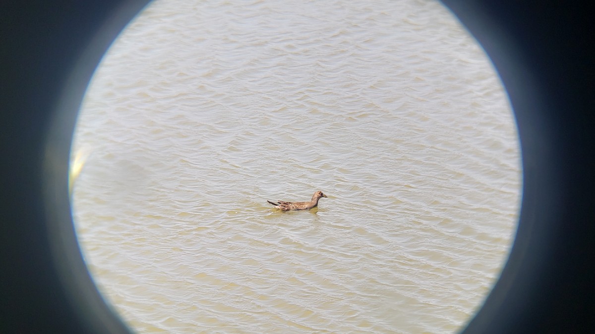 Red-gartered Coot - ML646344373