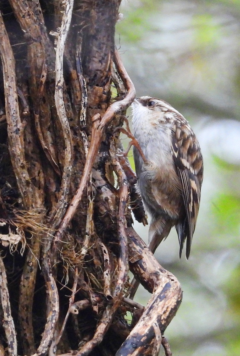 Short-toed Treecreeper - ML646344380