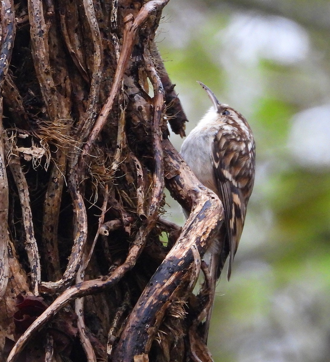Short-toed Treecreeper - ML646344381