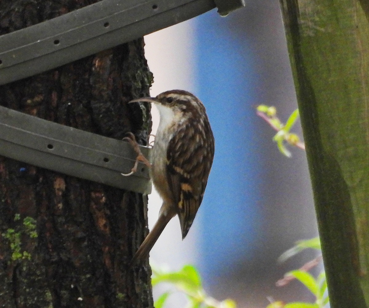 Short-toed Treecreeper - ML646344382