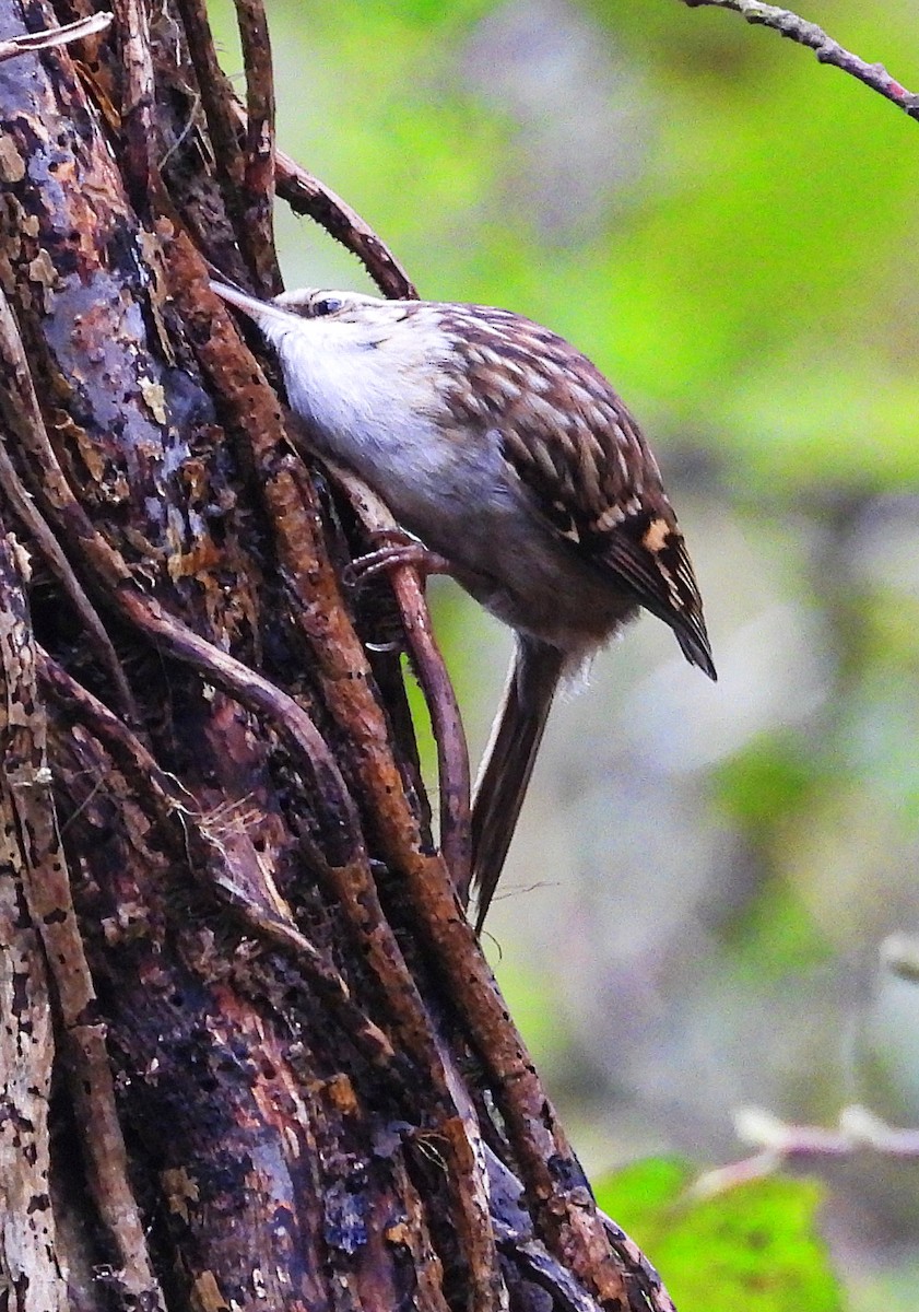 Short-toed Treecreeper - ML646344383