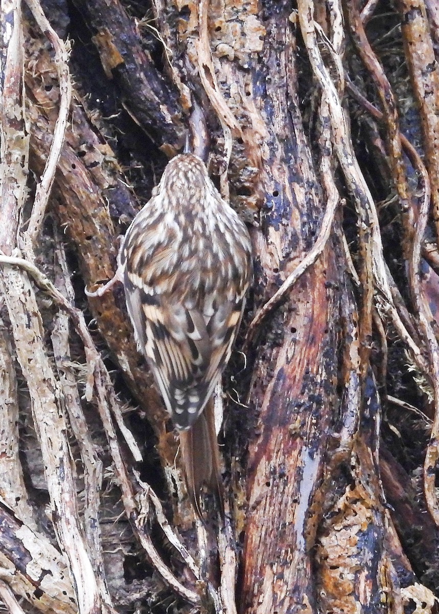 Short-toed Treecreeper - ML646344384