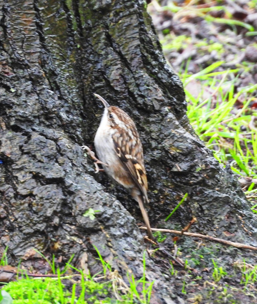 Short-toed Treecreeper - ML646344385