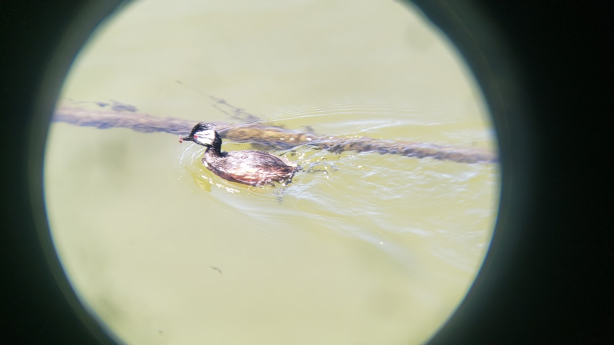 White-tufted Grebe - ML646344386