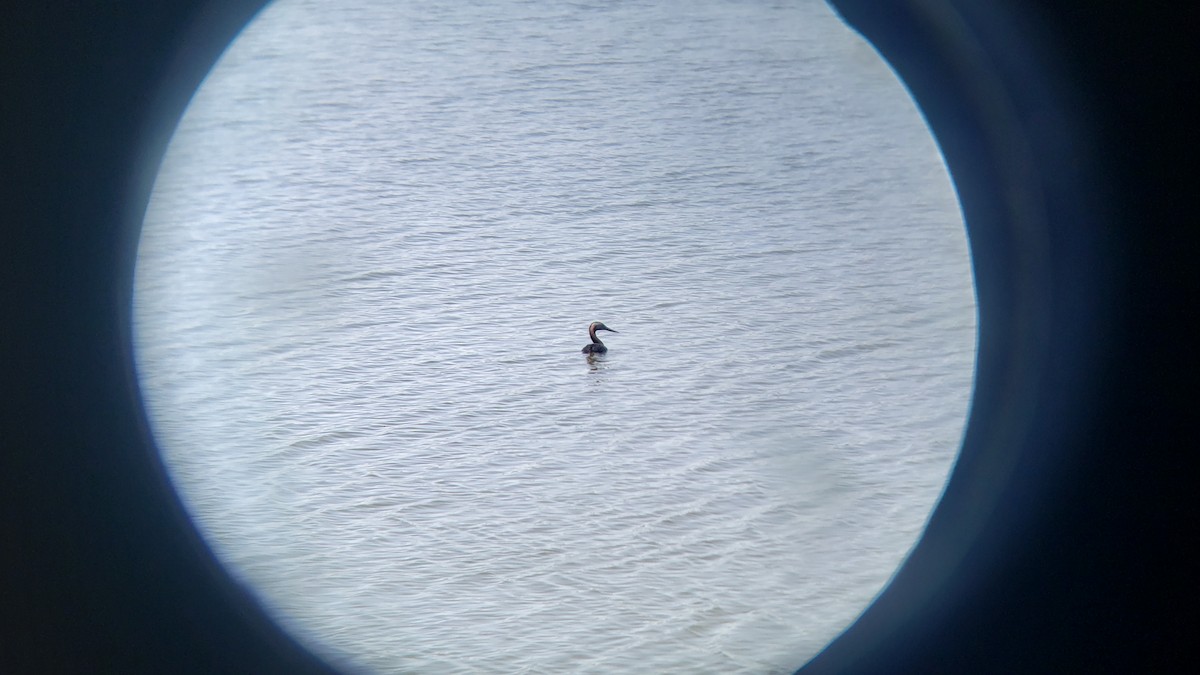 Great Grebe - ML646344400