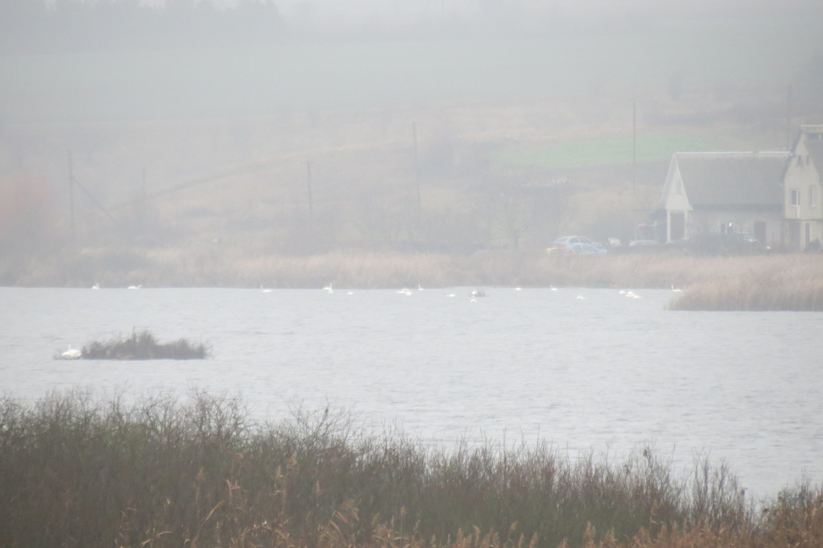 疣鼻天鵝 - ML646344406