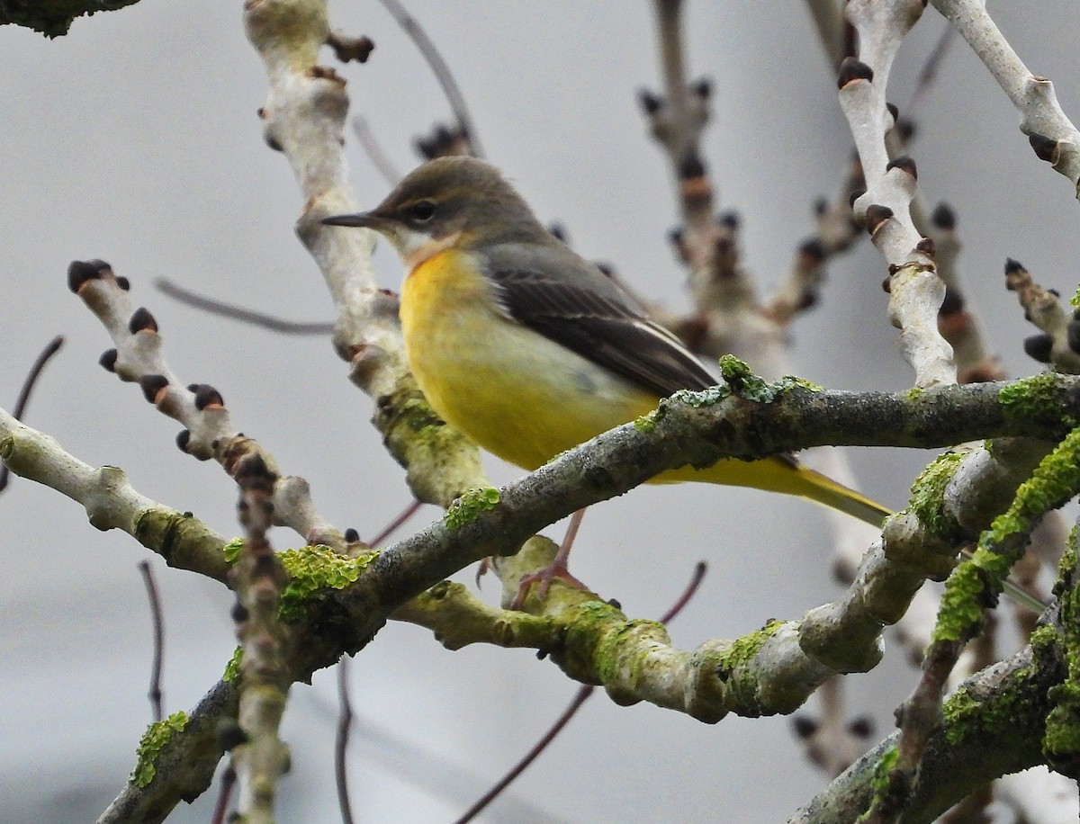 konipas horský - ML646344407