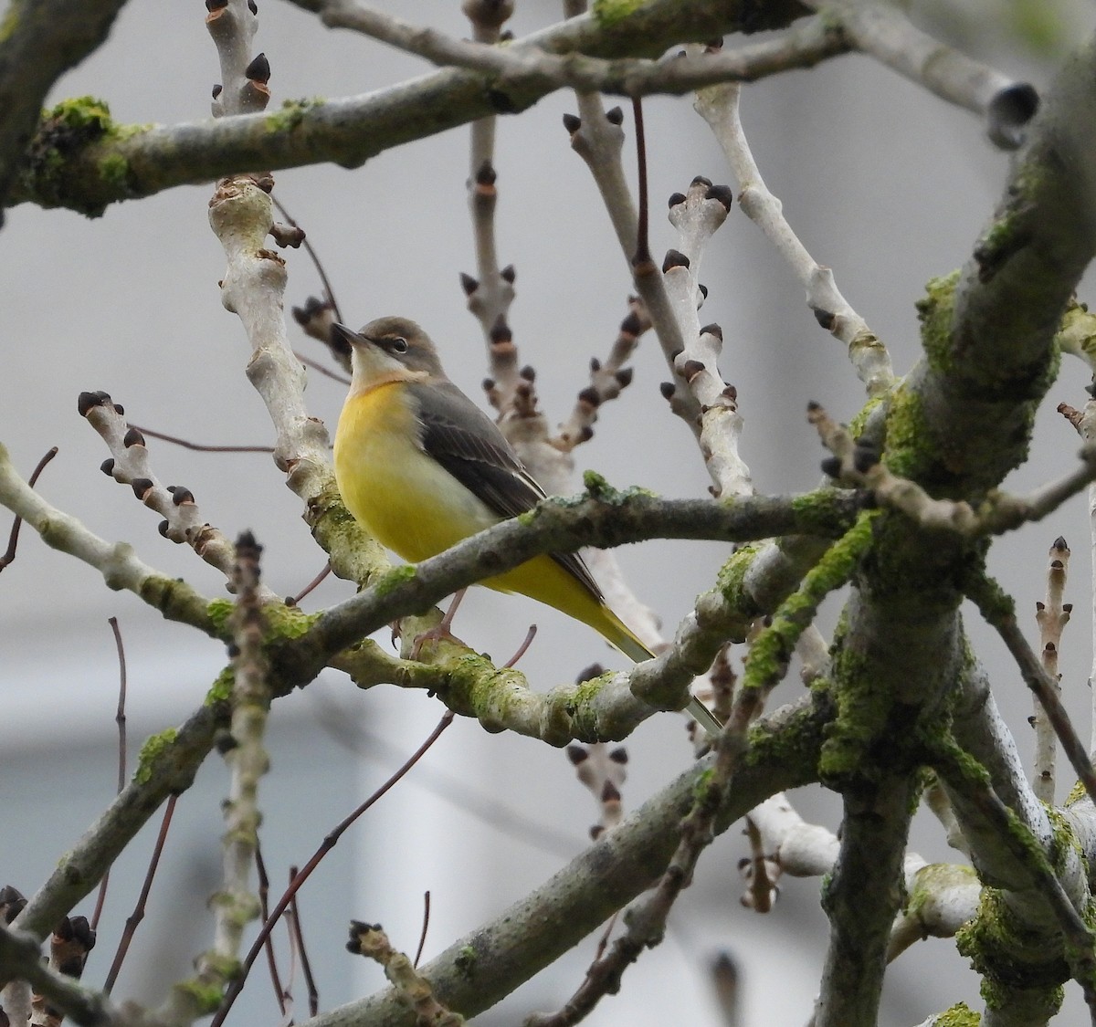 konipas horský - ML646344408