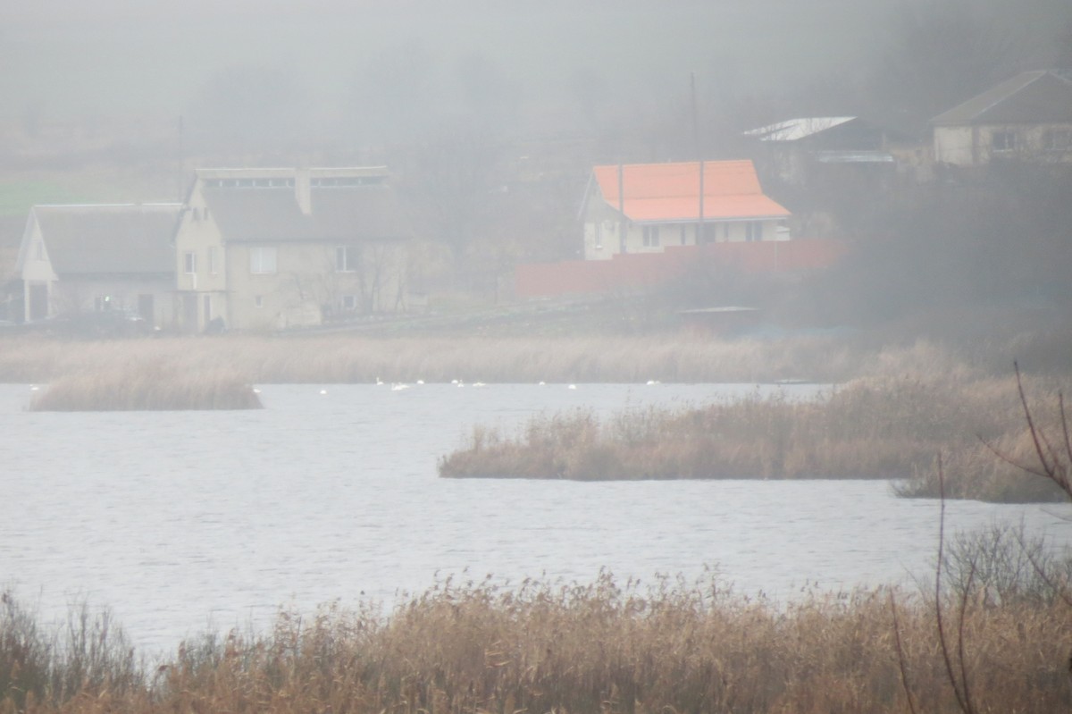 疣鼻天鵝 - ML646344410