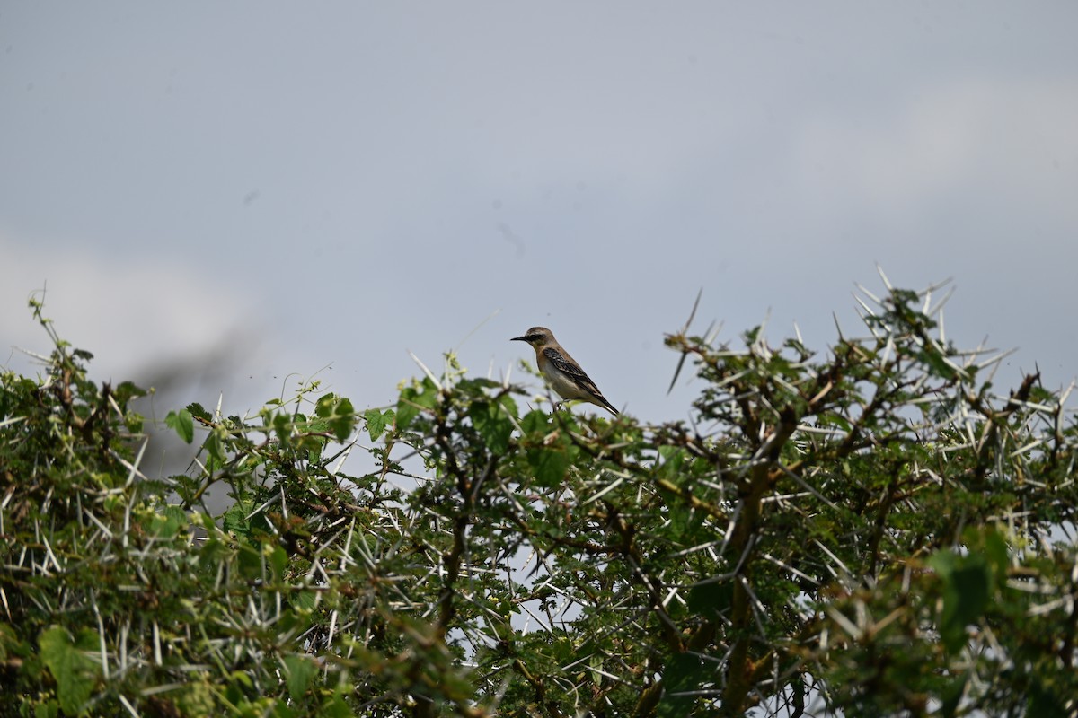 穗䳭 - ML646344411