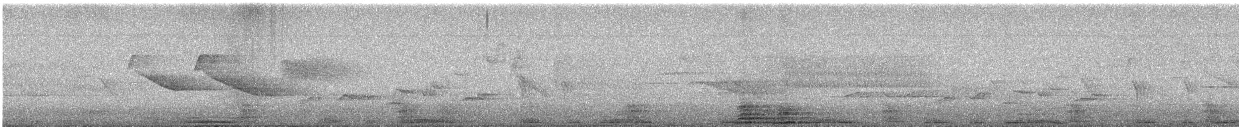 holub skvrnokřídlý - ML646344415