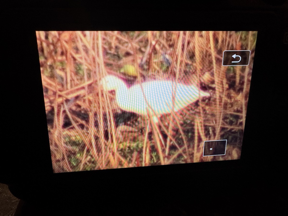 Snow Goose - ML646344416