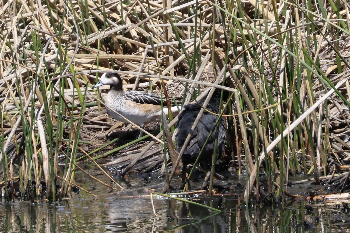 Chiloe Wigeon - ML646344417