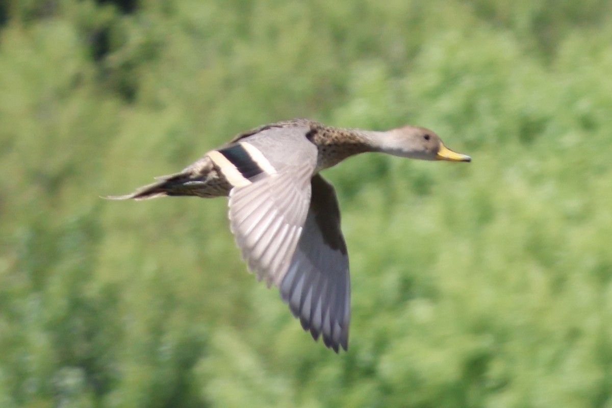 Yellow-billed Pintail - ML646344418