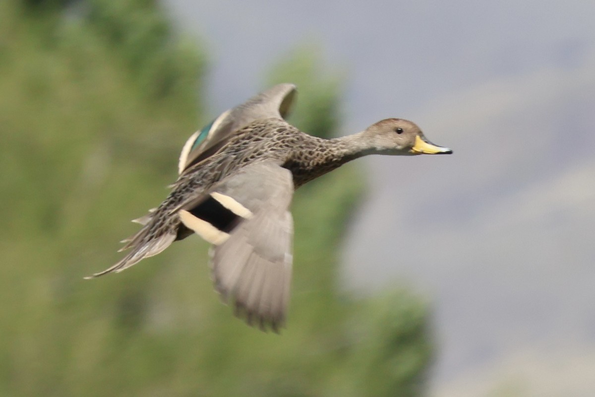 Yellow-billed Pintail - ML646344419