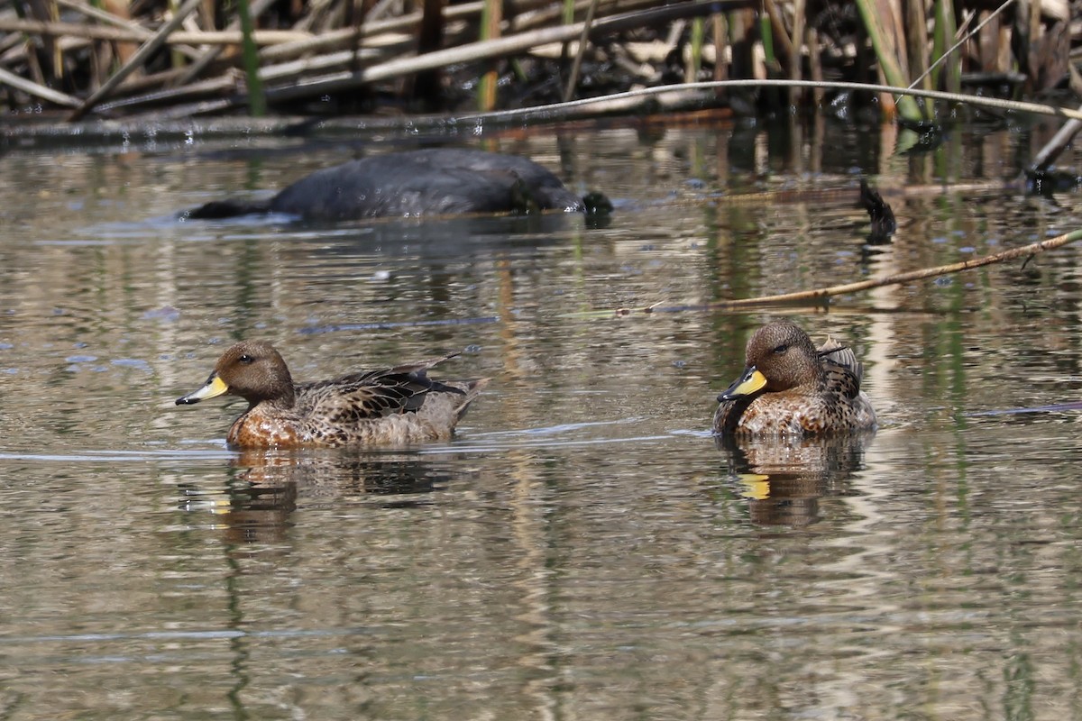 Yellow-billed Pintail - ML646344420
