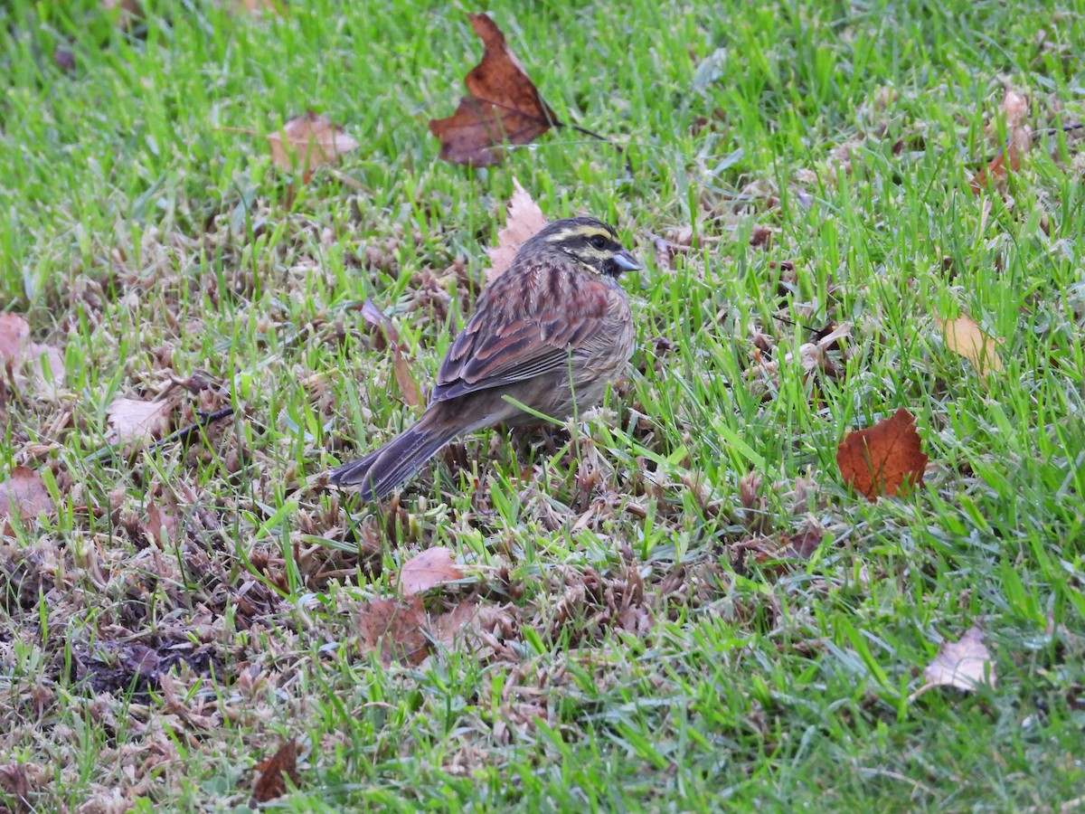 strnad cvrčivý - ML646344421