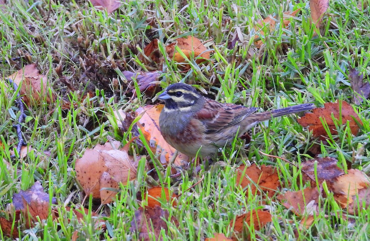 strnad cvrčivý - ML646344422