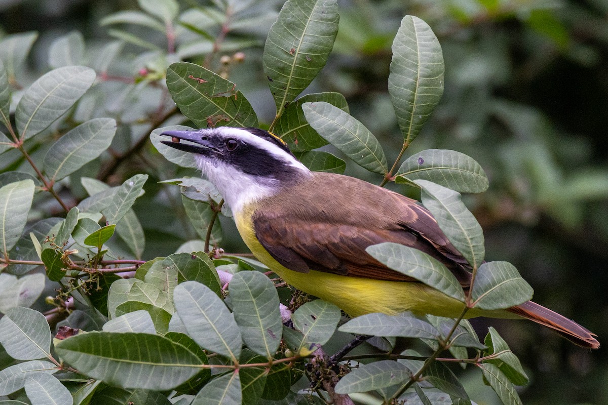 Great Kiskadee - ML646344431