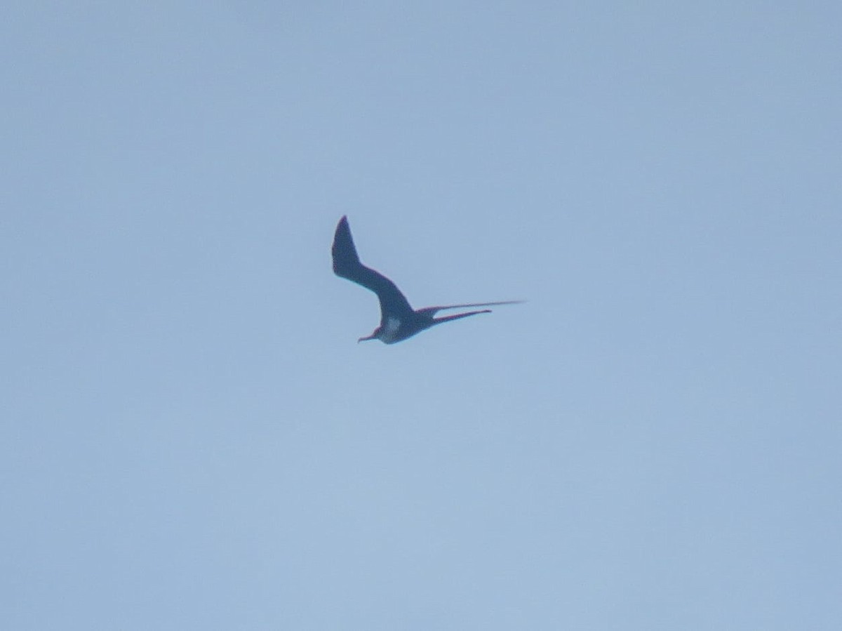 פריגט גדול - ML646344437