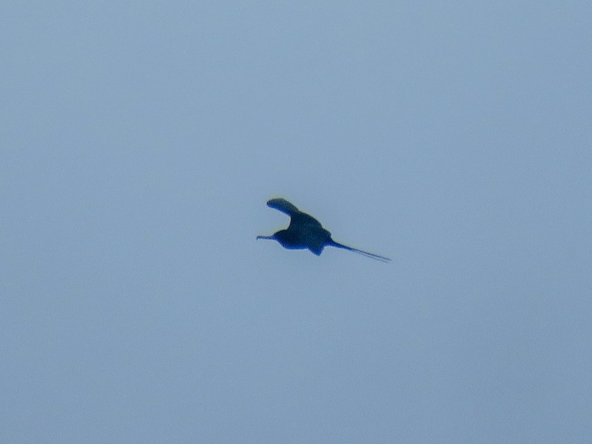 פריגט גדול - ML646344438