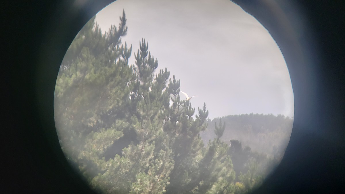 Western Cattle-Egret - ML646344443