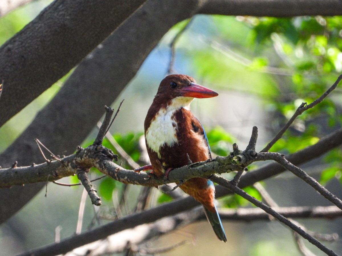 White-throated Kingfisher - ML646344448