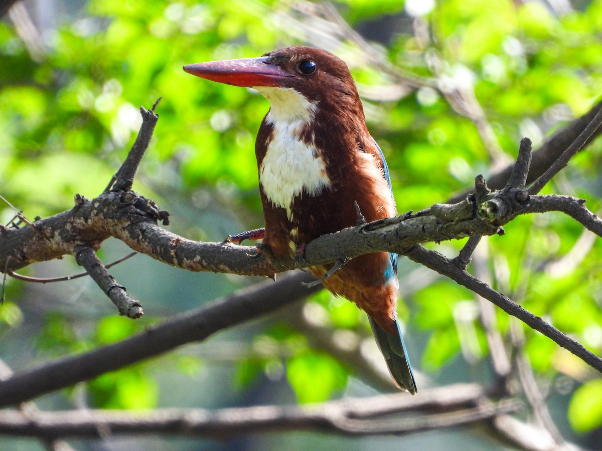 White-throated Kingfisher - ML646344450