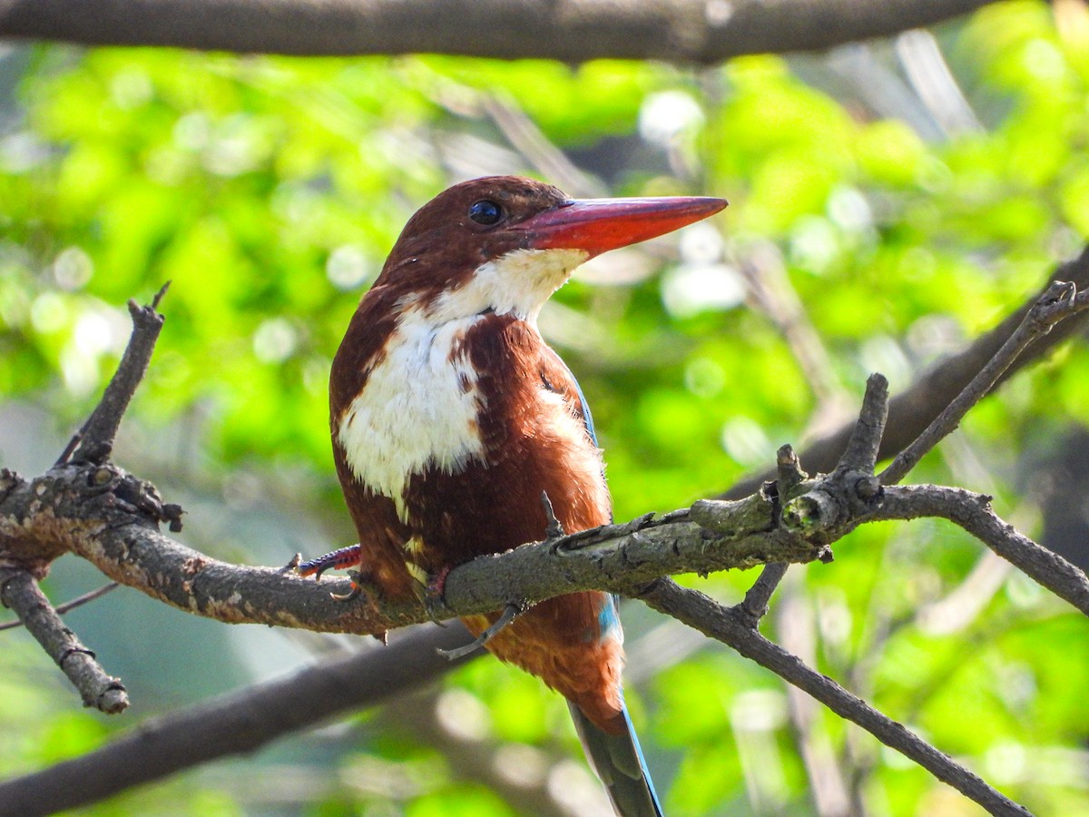 White-throated Kingfisher - ML646344451
