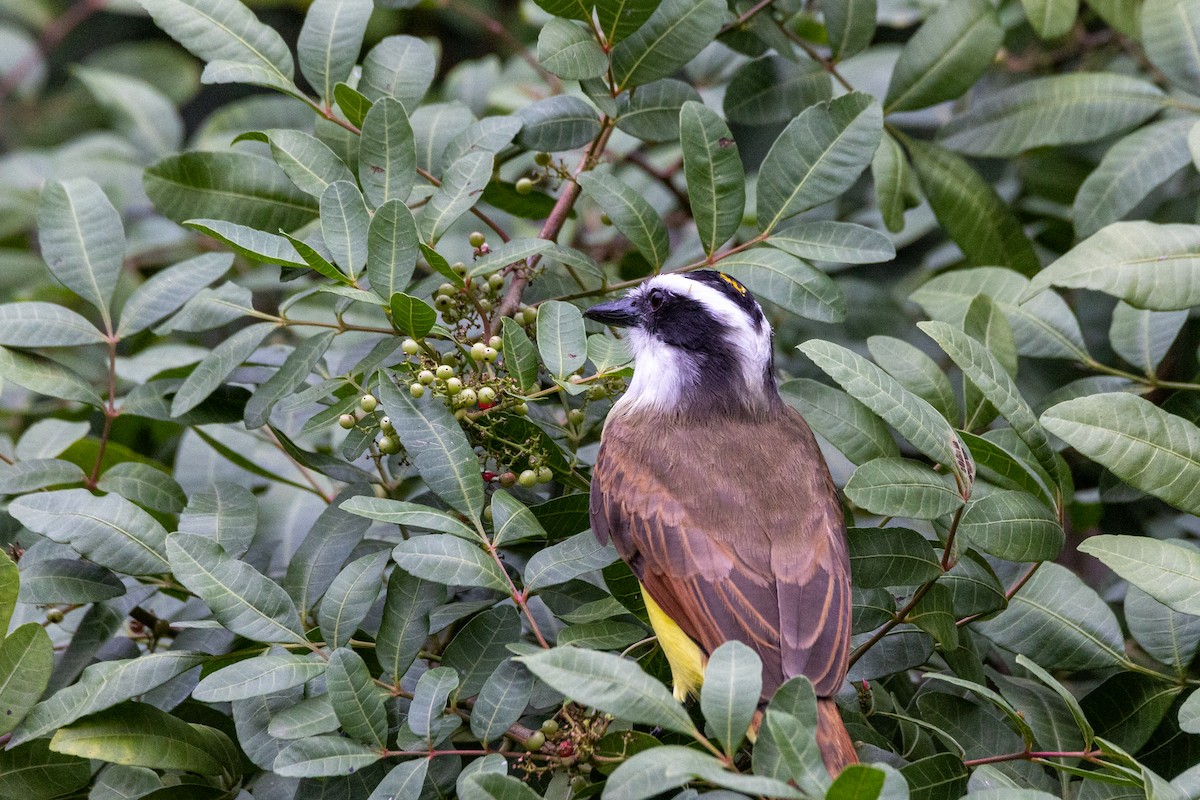 Great Kiskadee - ML646344452