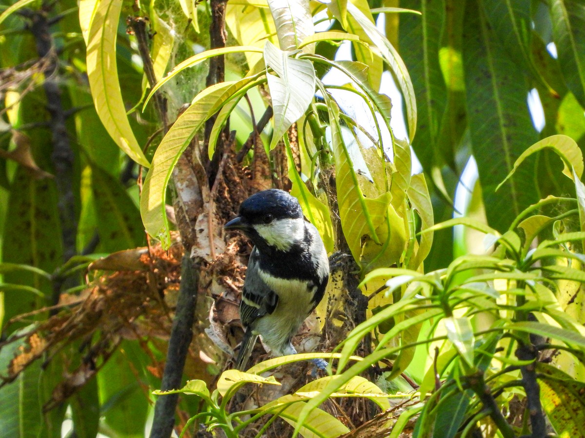 Asian Tit (Cinereous) - ML646344453