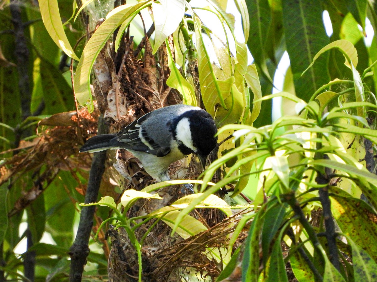Asian Tit (Cinereous) - ML646344454