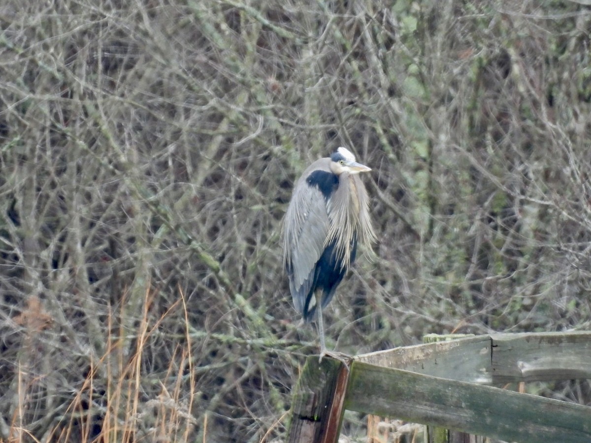 Great Blue Heron - ML646344466
