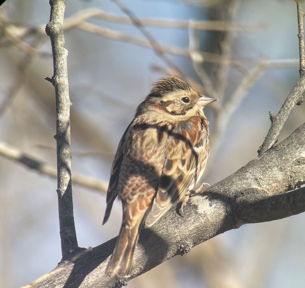 田鵐 - ML646344469