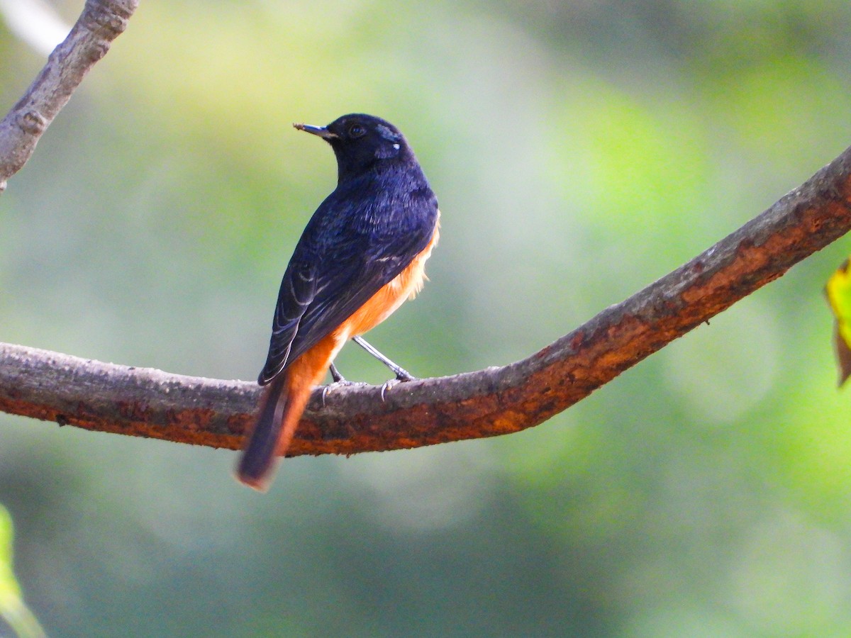 Black Redstart - ML646344471