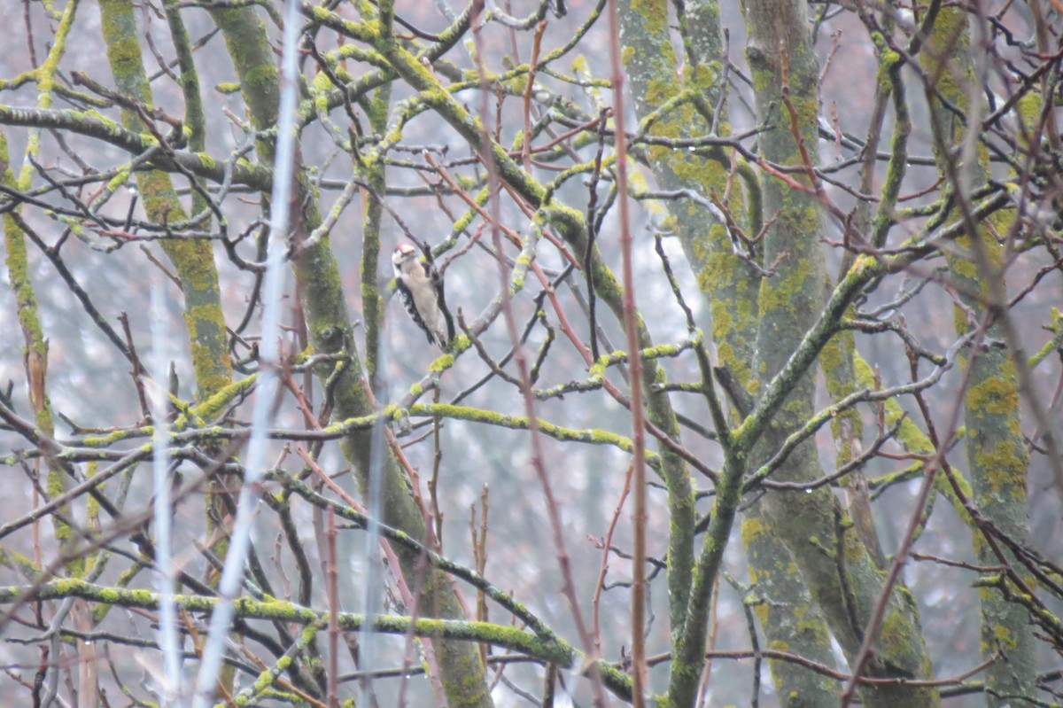 Lesser Spotted Woodpecker - ML646344473
