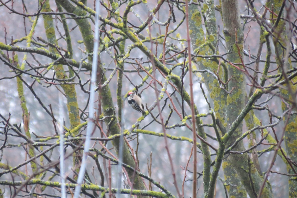 Lesser Spotted Woodpecker - ML646344474
